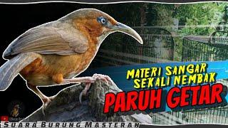 BURUNG YANG BAGUS UNTUK MASTERAN MASTERAN BURUNG TERBAIK UNTUK BURUNG FIGHTER - PARUH GETAR