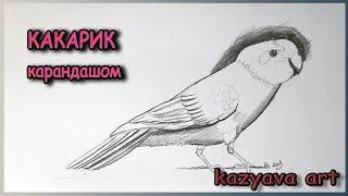 Как нарисовать попугая КАКАРИК карандашом. Поэтапное рисование