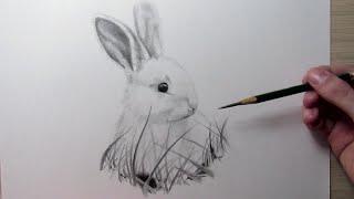 Cómo dibujar un Conejo