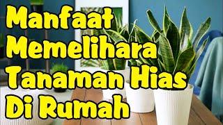 Manfaat Kesehatan Memelihara Tanaman Hias di Dalam Rumah