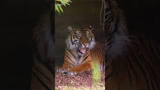 Its only 21 sleeps until the Open Days  #tiger #sumatrantiger #sleepy