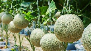 Awesome Hanging Hydroponic Melon Greenhouse - Japan Agriculture Technology - Hanging Melon Harvest