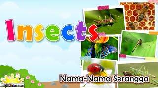 Nama Serangga dalam Bahasa Inggris Insects  Kosakata Bahasa Inggris  Nama Hewan