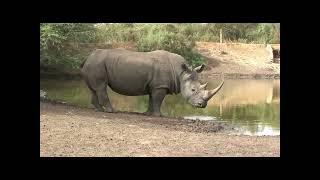 Le rhinocéros un animal impressionnant
