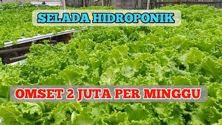 Selada Hidroponik dari usia 0 - 40 HST Siap Panen
