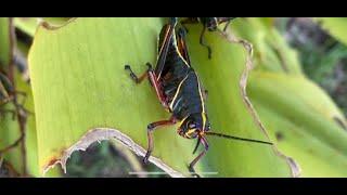 Eastern Lubber Grasshopper Video #1