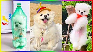 Pomeranians 10 Funniest and Cutest Videos