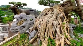 KONTES VIETNAM WOW VIRAL LAGI INILAH BONSAI TERMAHAL DAN TERUNIK DI DUNIA KELAS INTERNASIONAL