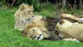 Lion & lioness acting cute - @ Knowsley Safari Park