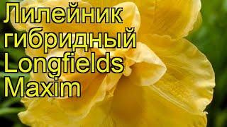 Лилейник гибридный Лонгфилдс Максим. Краткий обзор описание hemerocallis Longfields Maxim