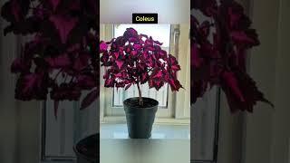 5 तेज़ी से बड़ने वाले इंडोर पौधे5 Fast Growing Indoor Plants