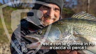 Pesca con le gomme in Po - a caccia di perca 