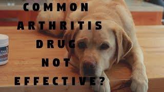 Common Dog Arthritis Drug Not Effective?