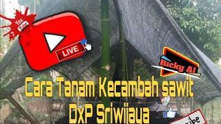 Cara Tanam Kecambah DxP Sriwijaya