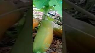 experimented with the implantation of two papaya