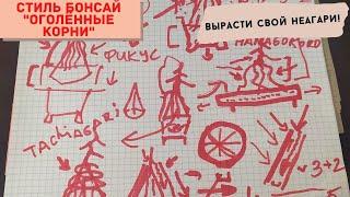 Стили бонсай. Как вырастить бонсай в стиле НеагариNegari - оголённые корни.