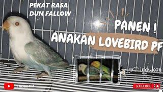 Panen anakan lovebird pf pekat rasa dun