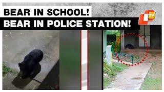 Wild Bear Strolls Around In Police Station & School Premises In Odisha’s Nabarangpur