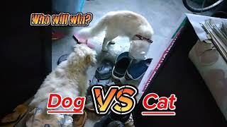 EPIC Animal Showdown DOG vs Cat Who will Win?