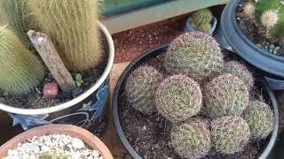 Novos cactos +flores da minha linda mamillaria 