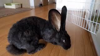 Flemish Giant Rabbit New and Black