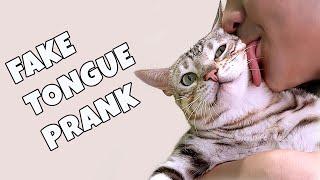 Fake Tongue Prank On Cats