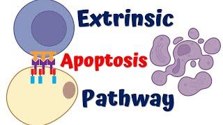 Extrinsic Pathway of Apoptosis  4K Animation