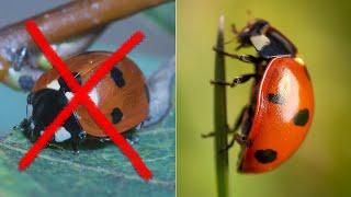 8 Beginner Mistakes in Macro Photography