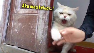 MAKIN MARAH MAKIN GEMESIN. Reaksi Kucing Marah Ga Boleh Keluar Rumah  Video Kucing Lucu Ngakak