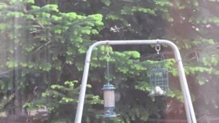 Coal tits feeding young