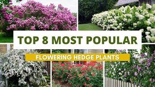 Top 8 Most Popular Flowering Hedge Plants  