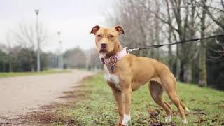 How to know if you have a Real American Pit bull Terrier?