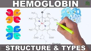 Hemoglobin  Structure and Types