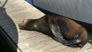 LAZY SEAL