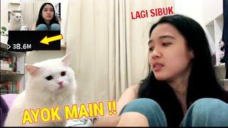 Ekspresi Lucu Kucing Ini Ketika Ngajak Main Majikan  Bikin Jutaan Netizen Gemes Pengen Nyubit 