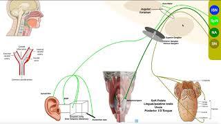 Cranial Nerve IX - Glossopharyngeal Nerve  Structure & Functions of Major Branches