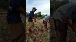 cara menanam jagung tradisional  traditional way of planting corn