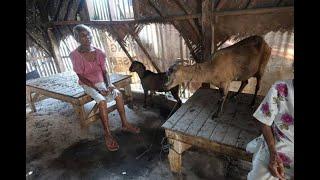 Hidup di kandang kambing Film Sedih keluarga kambing