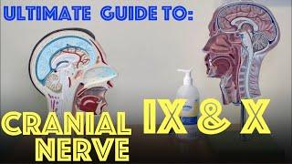 Glossopharyngeal & Vagus Nerve Explained - Guide to Cranial Nerves IX and X - Dr Gill
