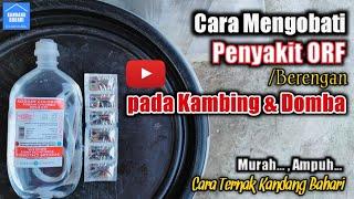 Cara Mengobati Penyakit Orf  Berengan pada Kambing dan Domba  Cara Ternak Kandang Bahari