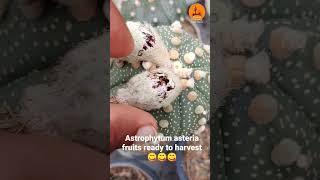 Astrophytum asteria fruits harvesting... triple heads hust ripened with lot of seeds 