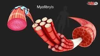 Structure of Skeletal Muscle Explained in simple terms