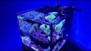 Nano Resif Akvaryumu 35x35x35 40 Litre Nano Deniz Akvaryumu Reef Aquarium