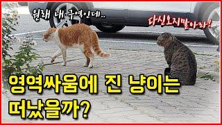 영역싸움에 진 고양이를 찾아 보았습니다. 치즈태비 VS 고등어태비 결투이후 이야기