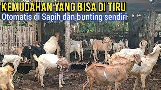 Penerapan Kandang Kambing Koloni Semi Umbaran Yang Otomatis Di Sapih Dan Bunting