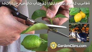 اكثار الحمضيات بالعقل  الليمون  وبكل بساطة   How to Grow Lime Trees Arabic version