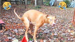 Funny Dog Poop video *Warning Graphic Content*