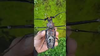 Escarabajo gigante o el sawyer imperioso.  Los machos tienen enormes mandíbulas y 2 largas antenas.