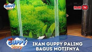 Temukan Kecantikan Ikan Guppy dengan Motif Paling Menakjubkan di Sini GUPPY STORY