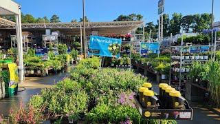 Lowes June 2024 plant inventory. New perennials. Lots of shrubs and annuals.